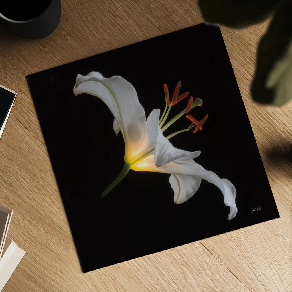 Lily Light Square by Deborah Revell. Shown as a detailed flat fine art print, highlighting archival giclee quality. Available as an archival giclee rolled canvas, fine art paper, or poster print. SKU 95329a.