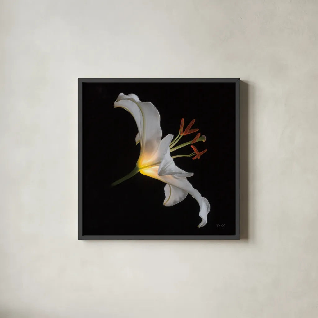 Lily Light Square by Deborah Revell. Shown in a sleek black glass frame for a contemporary gallery look. Available as an archival giclee rolled canvas, fine art paper, or poster print. SKU 95329a.