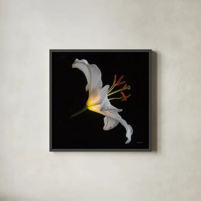 Lily Light Square by Deborah Revell. Shown in a sleek black glass frame for a contemporary gallery look. Available as an archival giclee rolled canvas, fine art paper, or poster print. SKU 95329a.