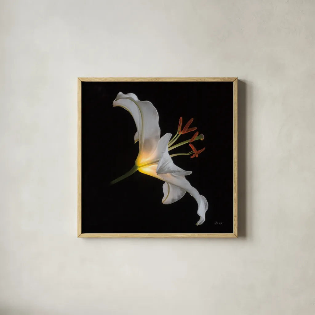 Lily Light Square by Deborah Revell. Shown in a natural wood glass frame for a timeless modern aesthetic. Available as an archival giclee rolled canvas, fine art paper, or poster print. SKU 95329a.