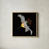 Lily Light Square by Deborah Revell. Shown in a natural wood glass frame for a timeless modern aesthetic. Available as an archival giclee rolled canvas, fine art paper, or poster print. SKU 95329a.