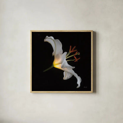 Lily Light Square by Deborah Revell. Shown in a natural wood glass frame for a timeless modern aesthetic. Available as an archival giclee rolled canvas, fine art paper, or poster print. SKU 95329a.