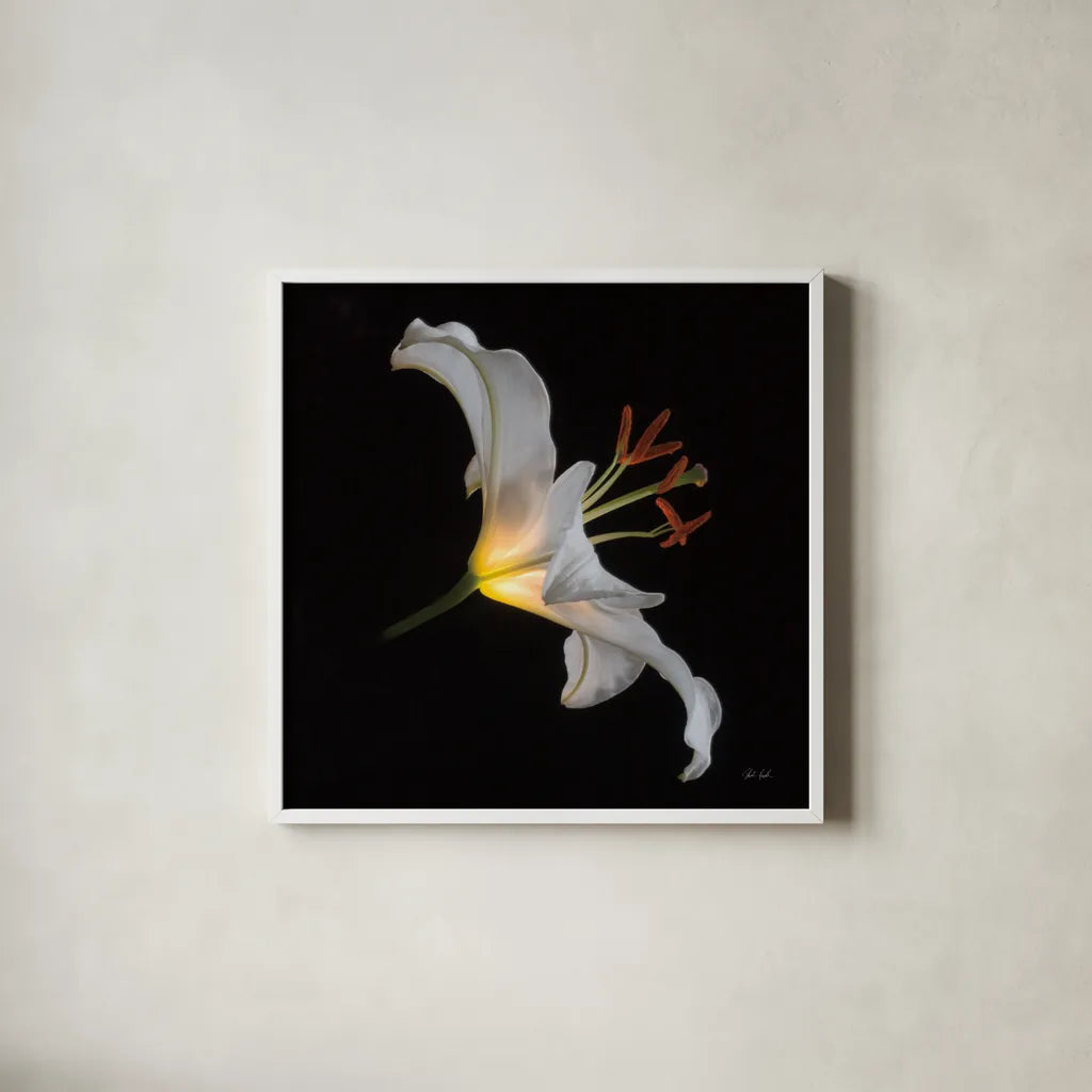 Lily Light Square by Deborah Revell. Shown in a crisp white glass frame for a clean and minimalist style. Available as an archival giclee rolled canvas, fine art paper, or poster print. SKU 95329a.