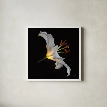Lily Light Square by Deborah Revell. Shown in a crisp white glass frame for a clean and minimalist style. Available as an archival giclee rolled canvas, fine art paper, or poster print. SKU 95329a.