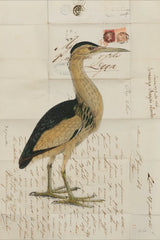 Little Bittern by Deborah Revell. SKU 102702h. Archival Giclee Fine art print for wall decor.