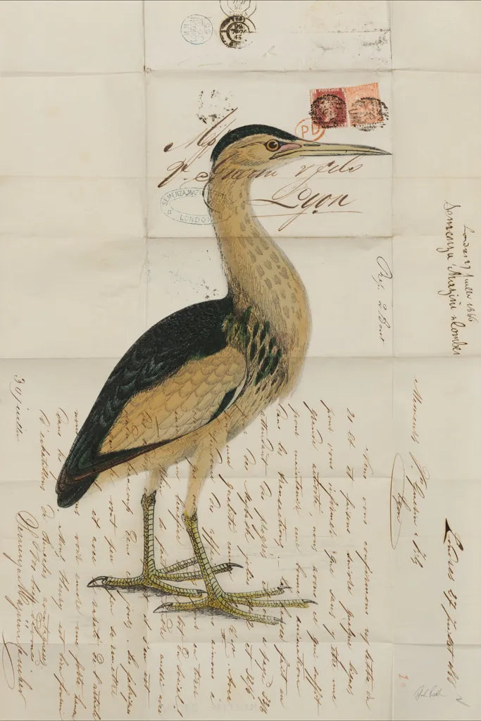 Little Bittern by Deborah Revell. SKU 102702h. Archival Giclee Fine art print for wall decor.