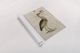Little Bittern by Deborah Revell. shown as a rolled paper print. Available as archival giclee rolled canvas, fine art paper, or poster print. SKU 102702h.