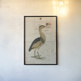 Little Bittern by Deborah Revell. shown as a paper print in a black flame. Available as a archival giclee rolled canvas, fine art paper, or poster print. SKU 102702h.