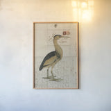 Little Bittern by Deborah Revell. shown as a paper print in a natural frame. Available as a archival giclee rolled canvas, fine art paper, or poster print. SKU 102702h.