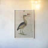Little Bittern by Deborah Revell. shown as a paper print in a white frame. Available as a archival giclee rolled canvas, fine art paper, or poster print. SKU 102702h.