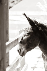 Little Donkey I by Deborah Revell. SKU 100657h. Archival Giclee Fine art print for wall decor.