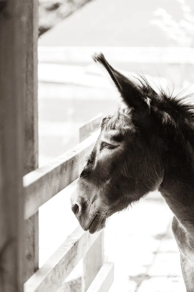 Little Donkey I by Deborah Revell. SKU 100657h. Archival Giclee Fine art print for wall decor.