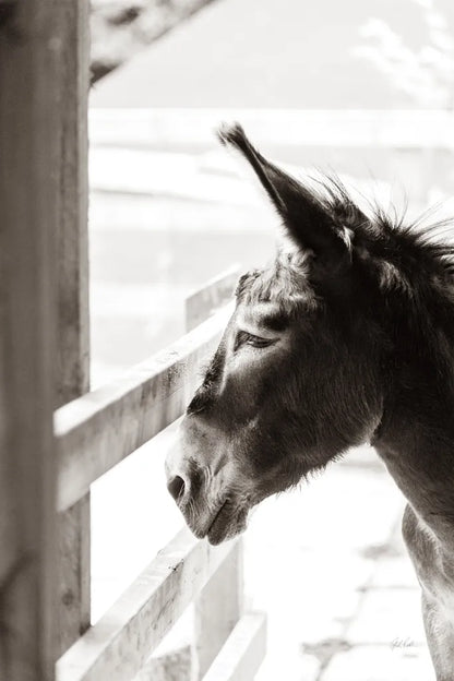 Little Donkey I by Deborah Revell. SKU 100657h. Archival Giclee Fine art print for wall decor.