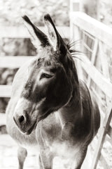 Little Donkey II by Deborah Revell. SKU 100658h. Archival Giclee Fine art print for wall decor.