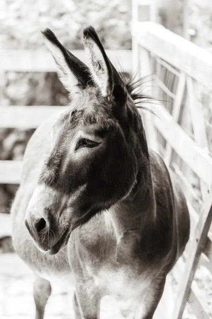 Little Donkey II by Deborah Revell. SKU 100658h. Archival Giclee Fine art print for wall decor.