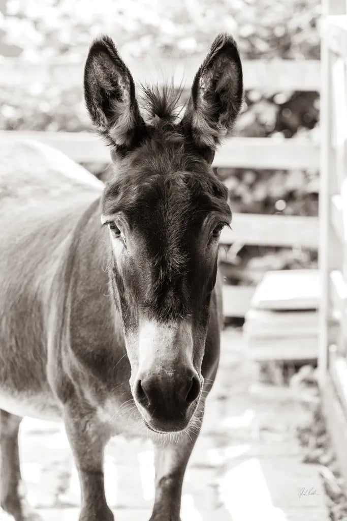 Little Donkey III by Deborah Revell. SKU 100659h. Archival Giclee Fine art print for wall decor.