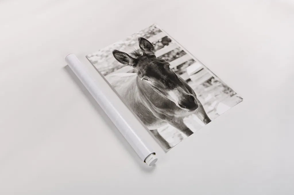Little Donkey III by Deborah Revell. shown as a rolled paper print. Available as archival giclee rolled canvas, fine art paper, or poster print. SKU 100659h.