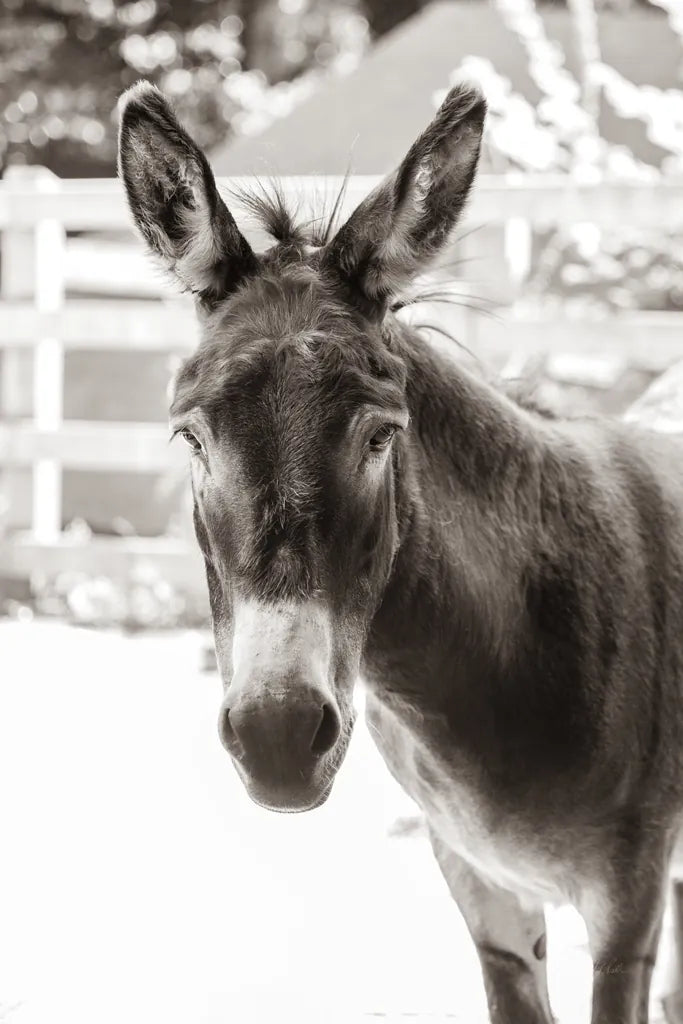 Little Donkey IV by Deborah Revell. SKU 100660h. Archival Giclee Fine art print for wall decor.