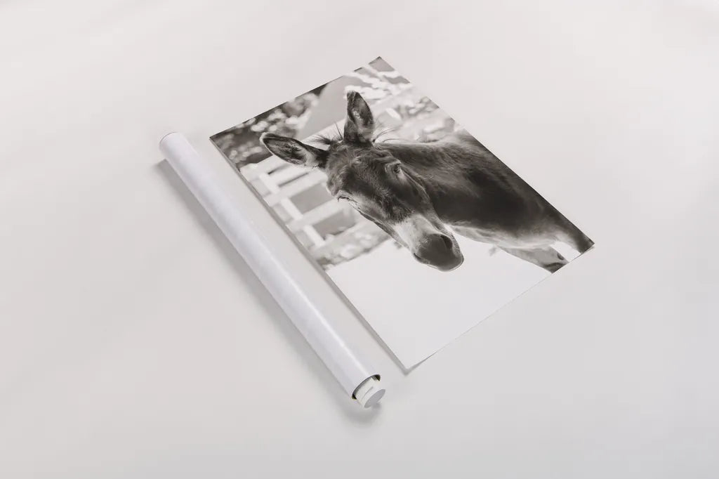 Little Donkey IV by Deborah Revell. shown as a rolled paper print. Available as archival giclee rolled canvas, fine art paper, or poster print. SKU 100660h.
