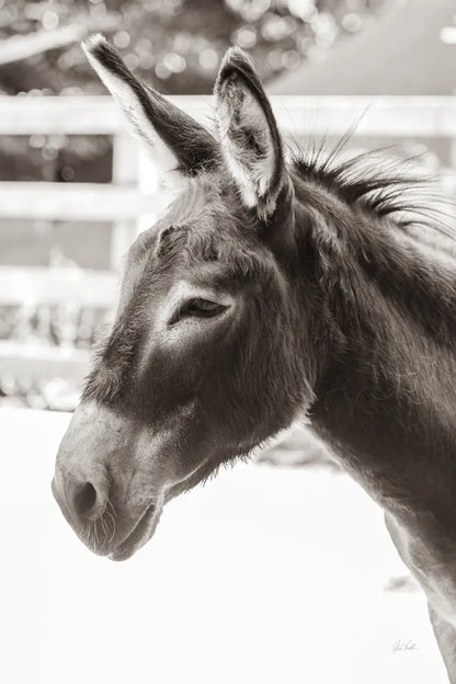 Little Donkey V by Deborah Revell. SKU 100661h. Archival Giclee Fine art print for wall decor.