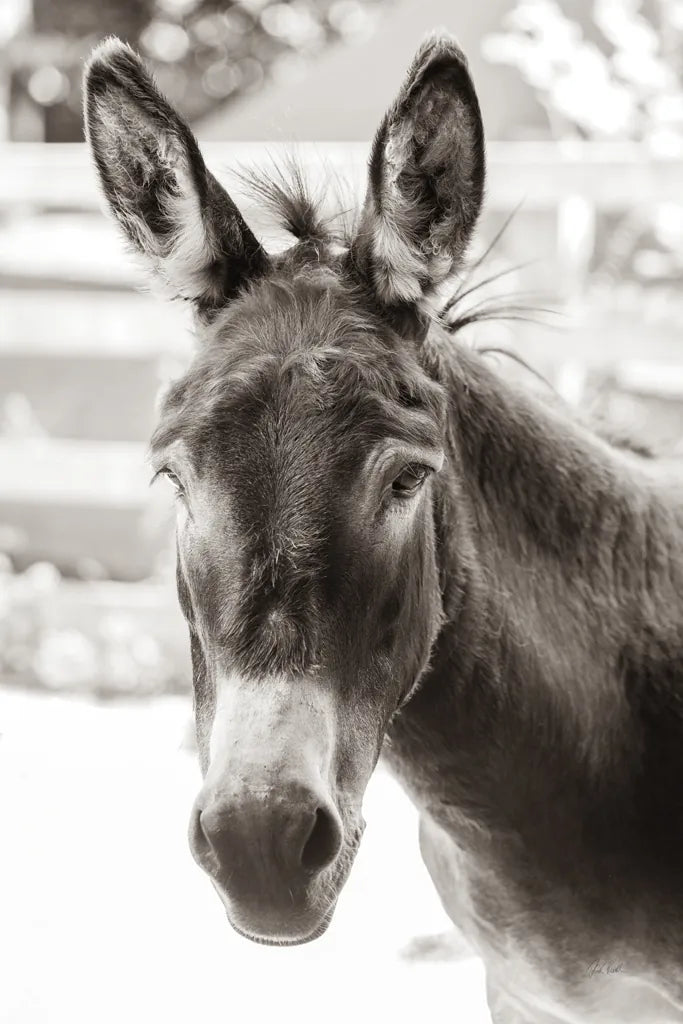 Little Donkey VI by Deborah Revell. SKU 100662h. Archival Giclee Fine art print for wall decor.