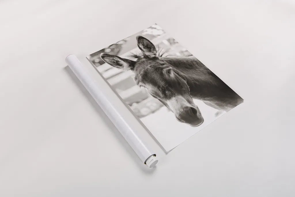 Little Donkey VI by Deborah Revell. shown as a rolled paper print. Available as archival giclee rolled canvas, fine art paper, or poster print. SKU 100662h.