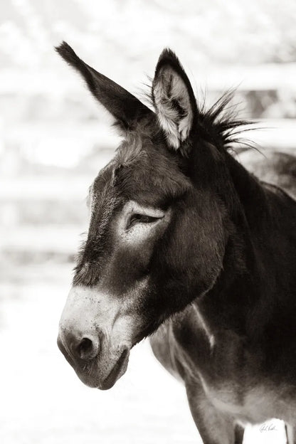 Little Donkey VII by Deborah Revell. SKU 100663h. Archival Giclee Fine art print for wall decor.