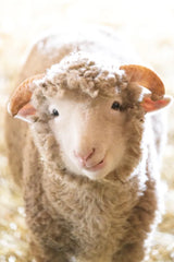 Little Lamb by Deborah Revell. SKU 96305h. Archival Giclee Fine art print for wall decor.