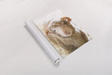 Little Lamb by Deborah Revell. shown as a rolled paper print. Available as archival giclee rolled canvas, fine art paper, or poster print. SKU 96305h.