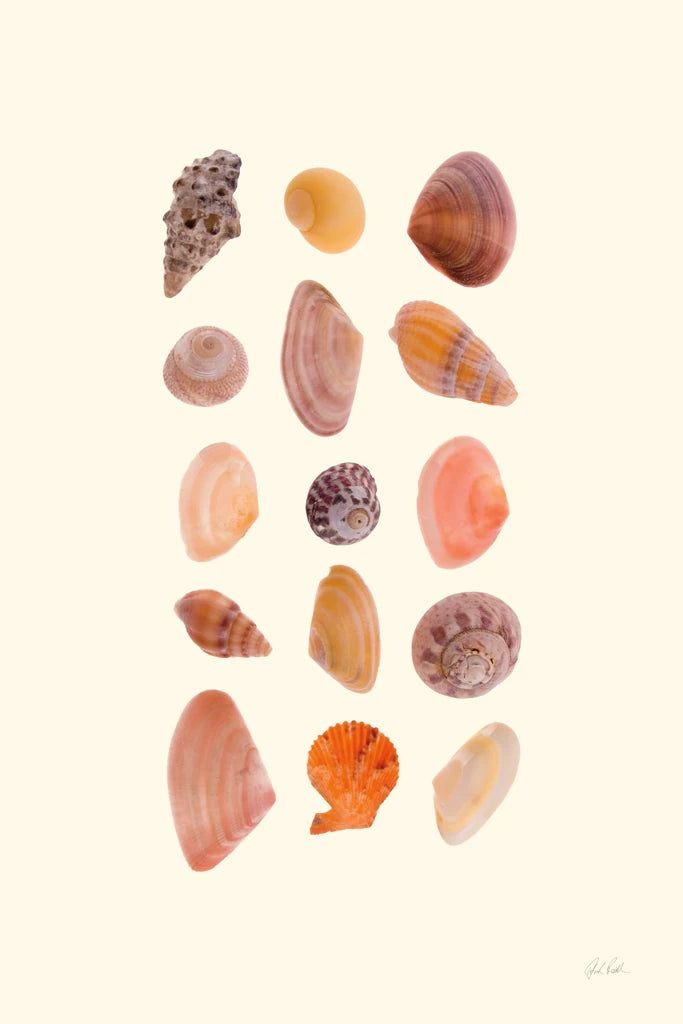 Little Shells I by Deborah Revell