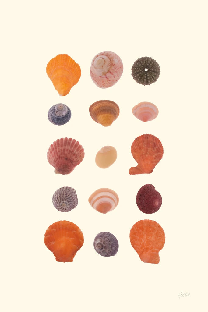 Little Shells II by Deborah Revell