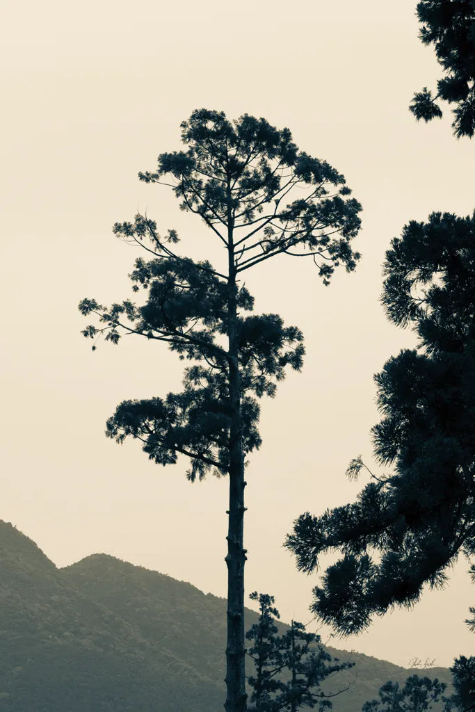 Lone Tree Japan by Deborah Revell. SKU 100073h. Archival Giclee Fine art print for wall decor.