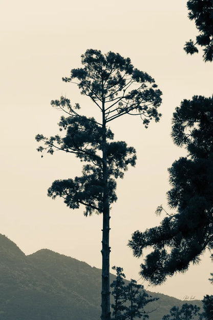 Lone Tree Japan by Deborah Revell. SKU 100073h. Archival Giclee Fine art print for wall decor.