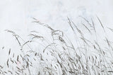 Meadow Grass I by Deborah Revell. SKU 93436i. Archival Giclee Fine art print for wall decor.