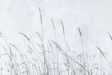 Meadow Grass II by Deborah Revell. SKU 93437i. Archival Giclee Fine art print for wall decor.