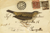 Meadow Pipit by Deborah Revell. SKU 101619i. Archival Giclee Fine art print for wall decor.