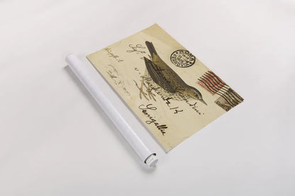 Meadow Pipit by Deborah Revell. shown as a rolled paper print. Available as archival giclee rolled canvas, fine art paper, or poster print. SKU 101619i.