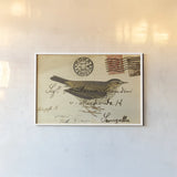 Meadow Pipit by Deborah Revell. shown as a paper print in a white frame. Available as a archival giclee rolled canvas, fine art paper, or poster print. SKU 101619i.