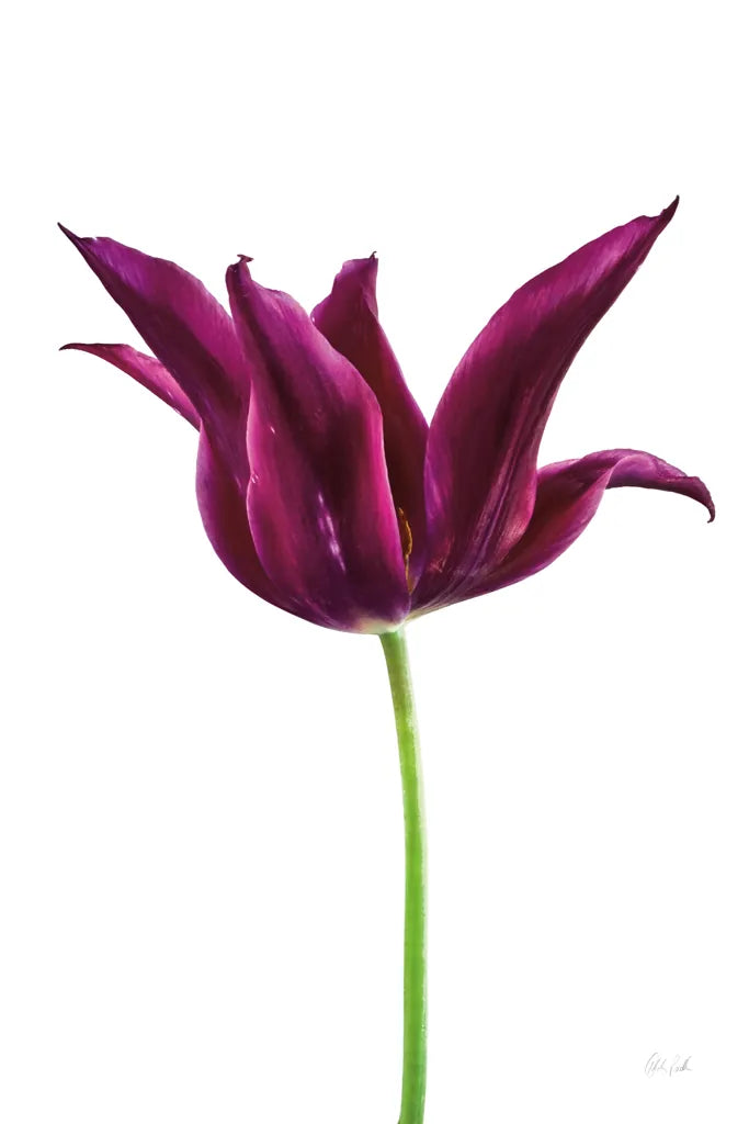 Moody Beauty I by Deborah Revell. SKU 92727h. Archival Giclee Fine art print for wall decor.