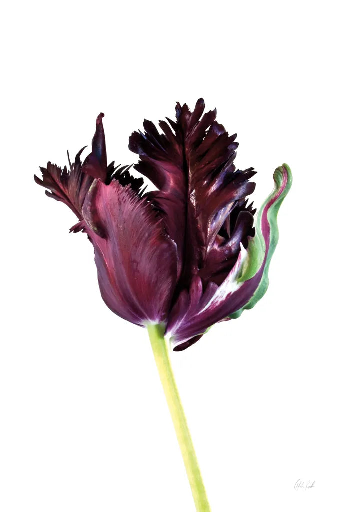 Moody Beauty II by Deborah Revell. SKU 92728h. Archival Giclee Fine art print for wall decor.