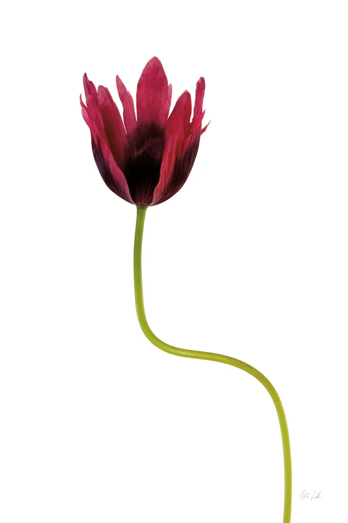 Moody Beauty III by Deborah Revell. SKU 92729h. Archival Giclee Fine art print for wall decor.