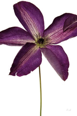 Moody Beauty IV by Deborah Revell. SKU 92730h. Archival Giclee Fine art print for wall decor.