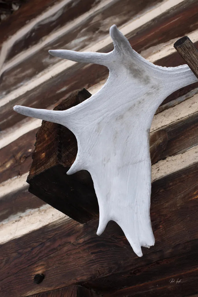Moose Antler II by Deborah Revell. SKU 102083h. Archival Giclee Fine art print for wall decor.