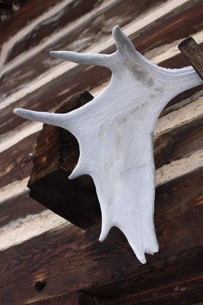 Moose Antler II by Deborah Revell. SKU 102083h. Archival Giclee Fine art print for wall decor.