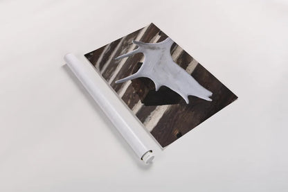 Moose Antler II by Deborah Revell. shown as a rolled paper print. Available as archival giclee rolled canvas, fine art paper, or poster print. SKU 102083h.