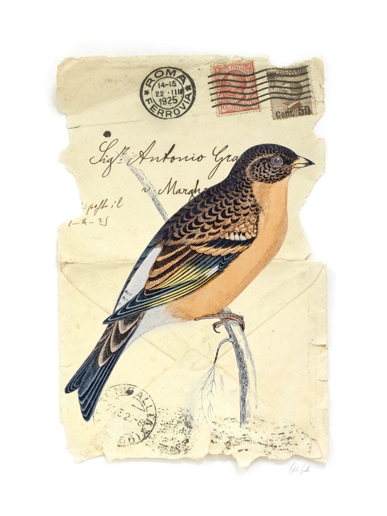 Mountain Finch by Deborah Revell