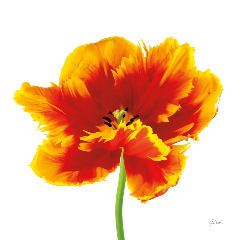 Orange Tulip by Deborah Revell. SKU 104466a. Archival Giclee Fine art print for wall decor.