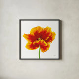 Orange Tulip by Deborah Revell. Shown in a sleek black glass frame for a contemporary gallery look. Available as an archival giclee rolled canvas, fine art paper, or poster print. SKU 104466a.