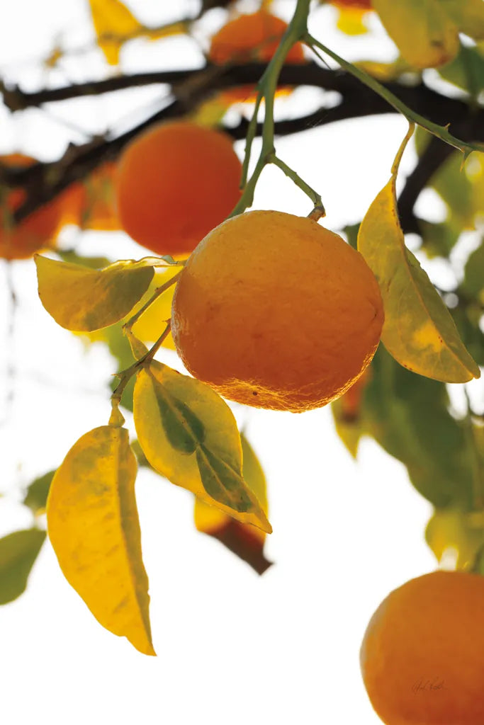 Oranges II by Deborah Revell. SKU 94129h. Archival Giclee Fine art print for wall decor.