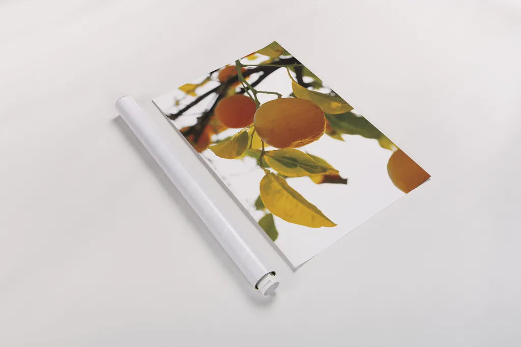 Oranges II by Deborah Revell. shown as a rolled paper print. Available as archival giclee rolled canvas, fine art paper, or poster print. SKU 94129h.